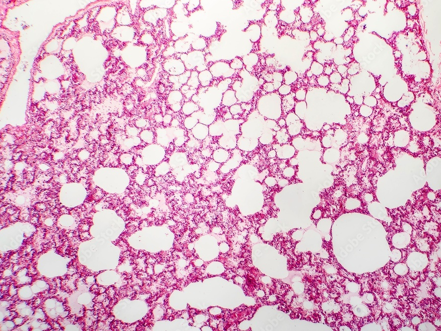 Histology